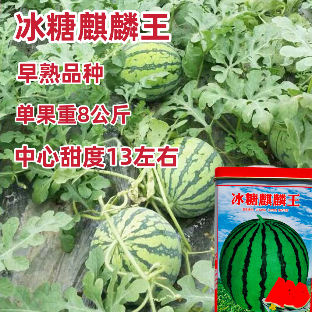 科望冰糖麒麟王西瓜种子超甜特大早熟高产耐裂果抗旱大果西瓜种籽