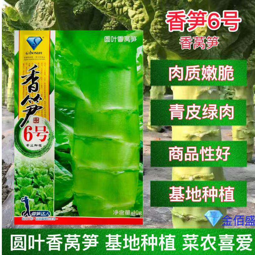 香笋6号圆叶香莴笋种子四季耐寒绿皮绿肉高桩大棒型莴苣蔬菜种籽