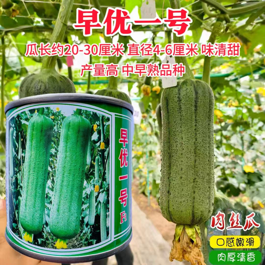 早优一号丝瓜种子 春秋播肉丝瓜水瓜上市早鲜嫩清香香丝瓜种籽孑