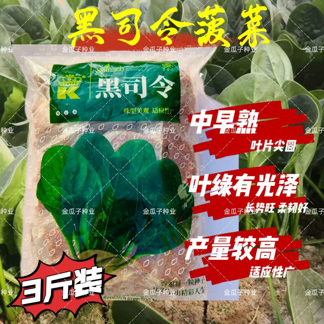黑司令菠菜种子中早熟尖圆叶叶绿有光泽韧性好高产菠菜种籽秋播孑