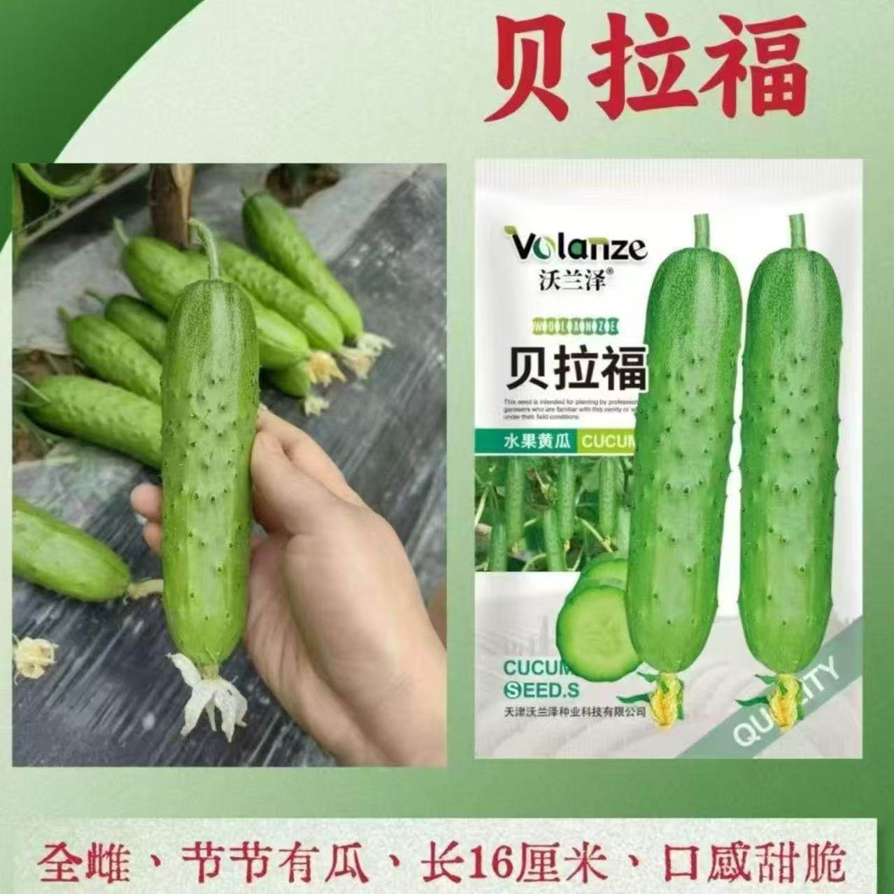 贝拉福水果黄瓜种子300粒早熟绿皮绿肉旱黄瓜种籽 肉质细嫩