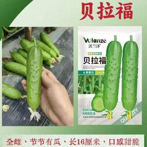 贝拉福水果黄瓜种子300粒早熟绿皮绿肉旱黄瓜种籽 肉质细嫩