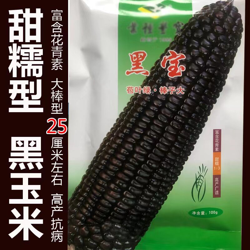 黑宝甜加糯玉米早熟高产抗病