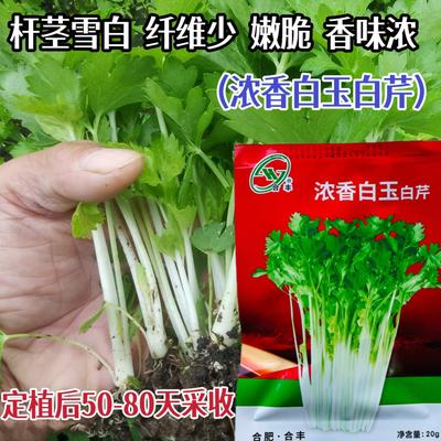 浓香白玉芹菜种子农家菜园春秋季白杆脆嫩芹菜种籽抗病蔬菜种子孑