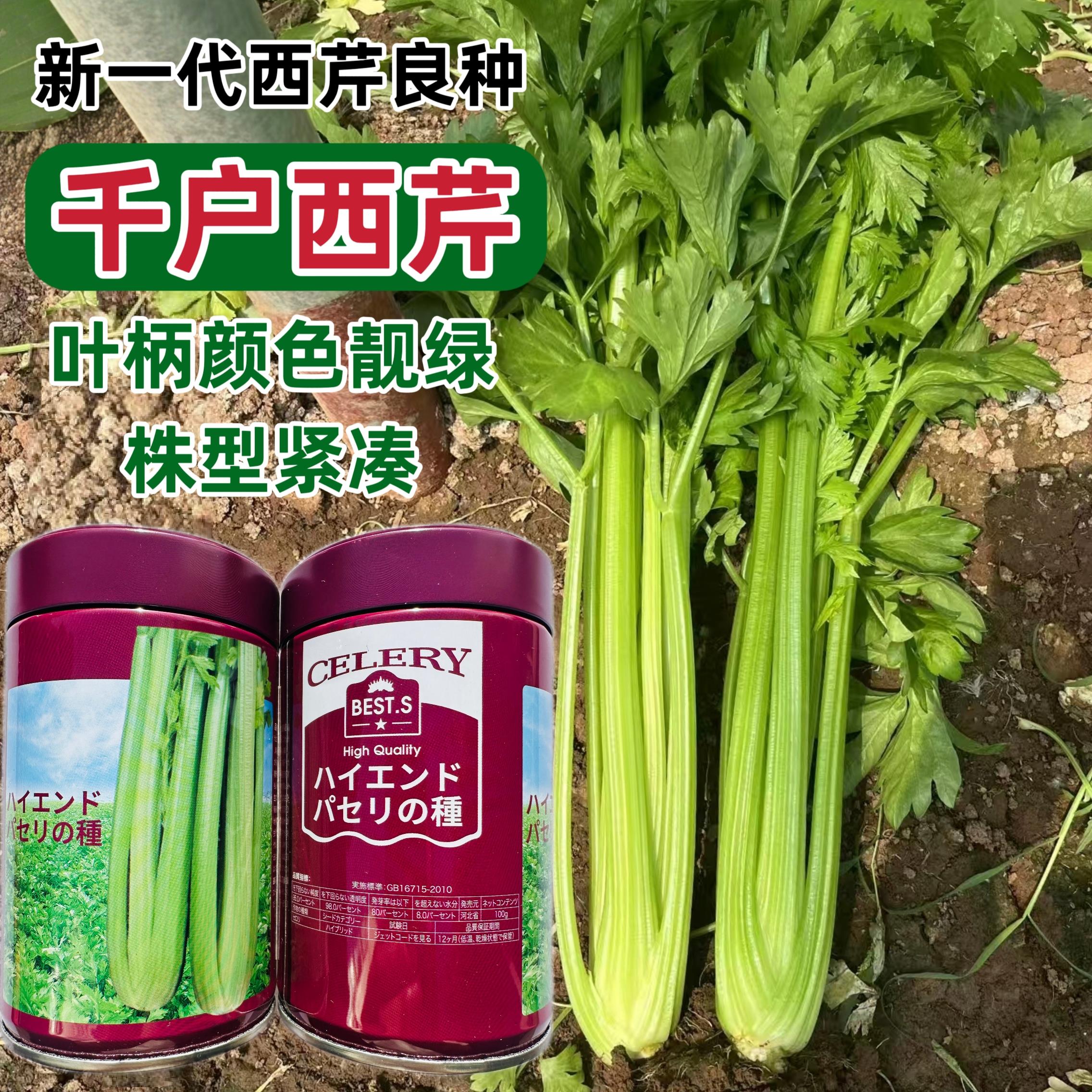 新一代西芹良种千户西芹种子罐装长势旺颜色靓绿高端芹菜种子四季