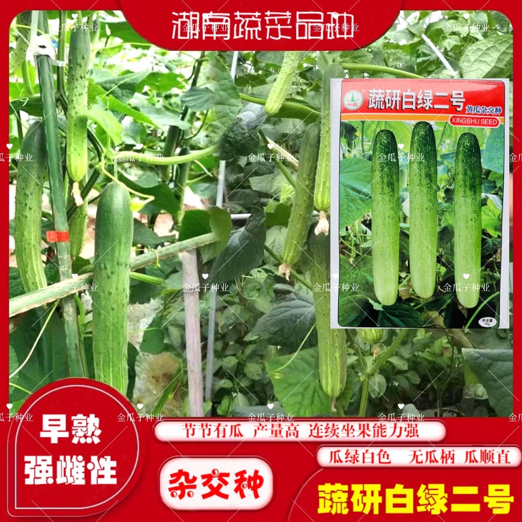 兴蔬蔬研白绿二号黄瓜种子农家四季早熟强雌黄瓜种籽白皮青瓜脆甜