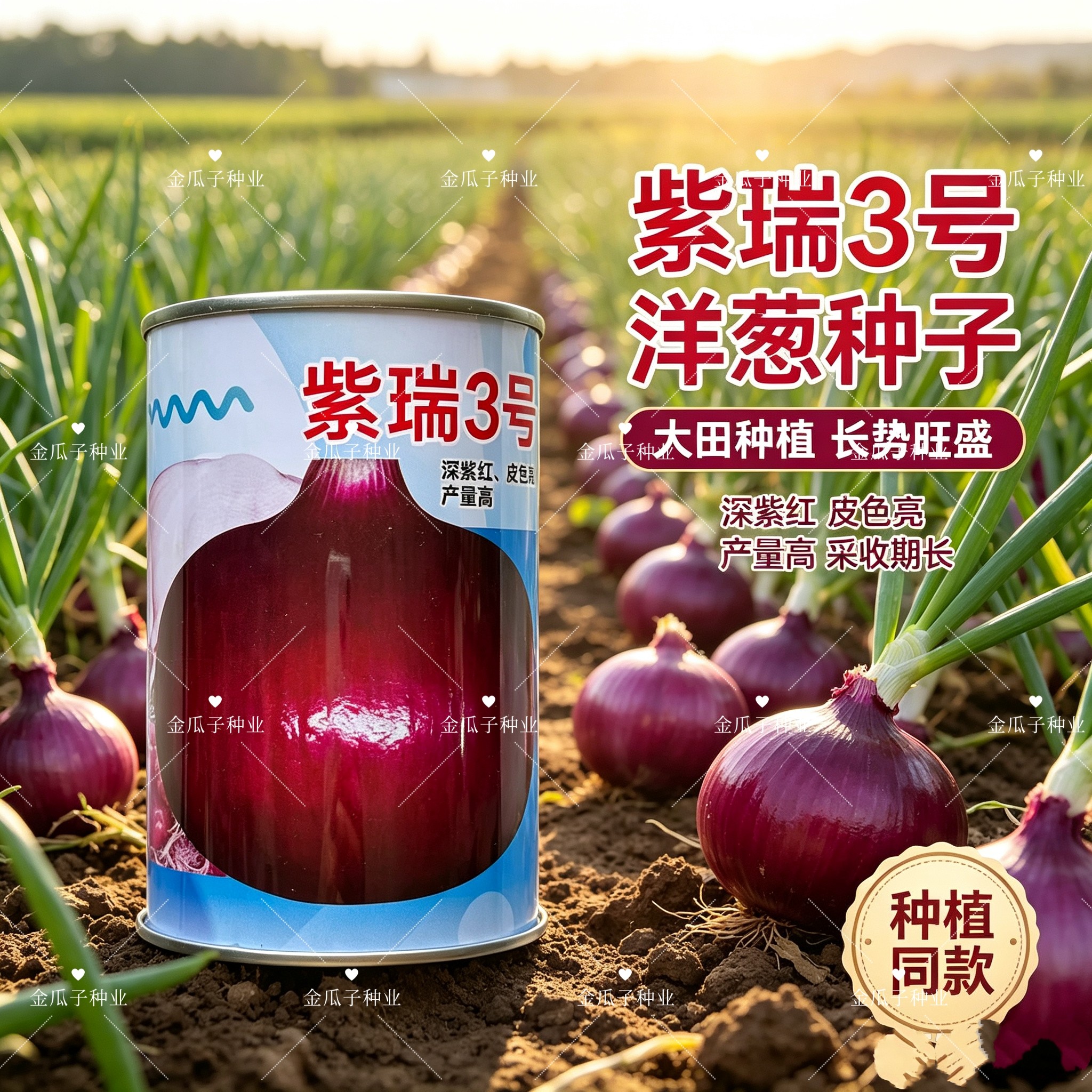 紫瑞3号紫红皮洋葱种子中早熟中日照肉质脆嫩皮色亮产量高秋季播