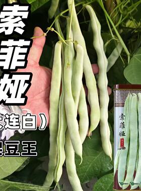 索菲娅架豆王种子中熟蔓生高产芸豆种籽白绿色高抗病圆扁形肉厚籽
