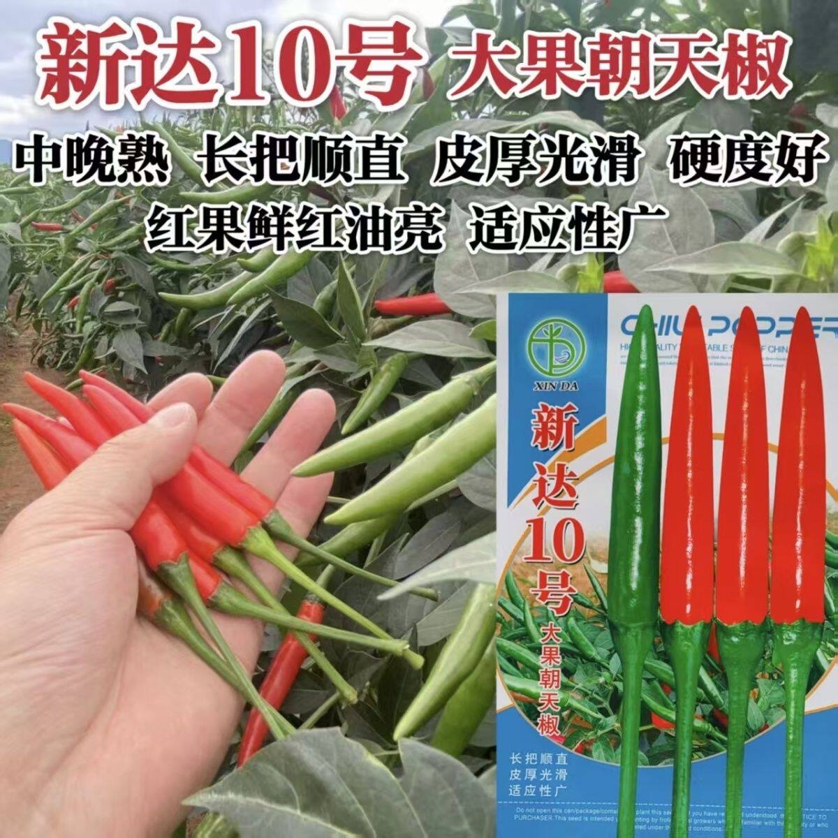 新达10号朝天椒种子正品中晚熟长把顺直光滑硬度好大果朝天椒种籽