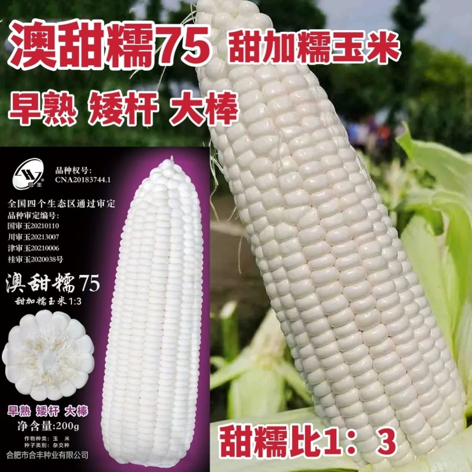 澳甜糯75玉米种子春秋甜加糯鲜食白黏玉米种籽甜粘可口皮薄无渣