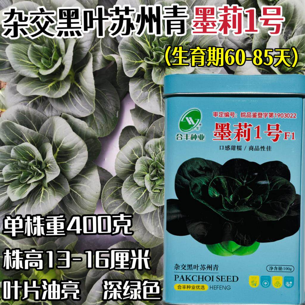 墨莉1号杂交苏州青种子黑叶青菜种子矮脚肥厚耐热高产油菜蔬菜籽