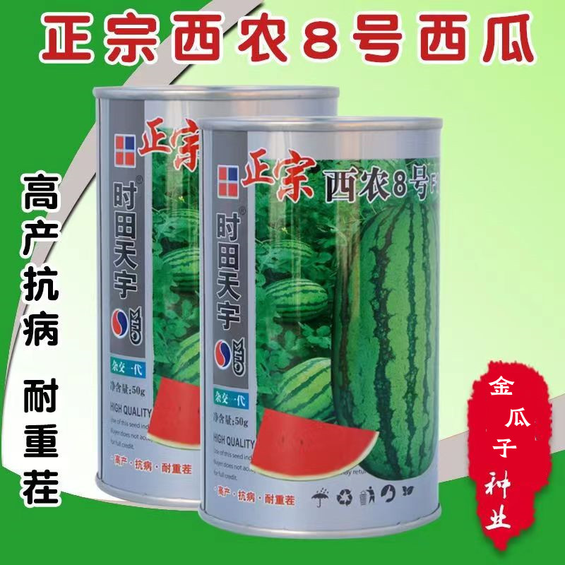 西农8号西瓜脆甜多汁高产抗重茬