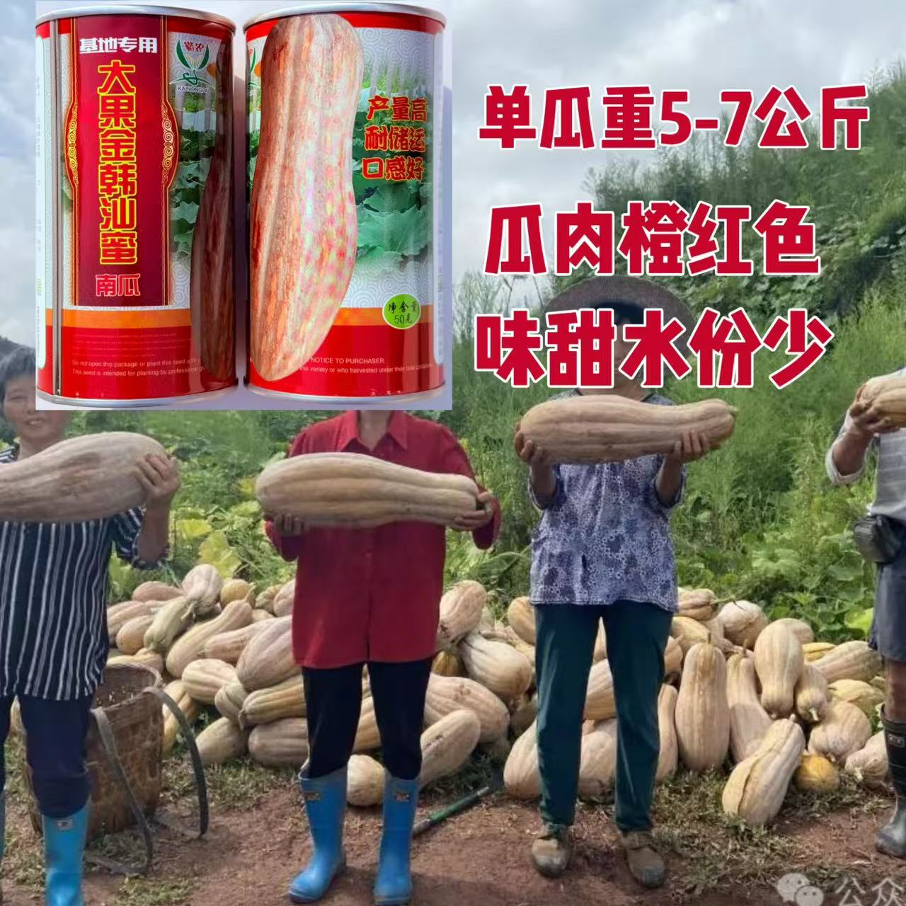 大果金韩汕蜜罐装蜜本南瓜种子高产耐储运肉厚细腻果5-7公斤50克