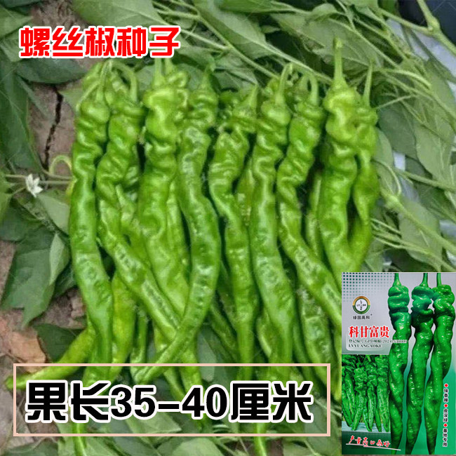 科甘富贵螺丝椒种子早中熟小叶薄皮香辣长果螺丝辣椒种籽高产抗病