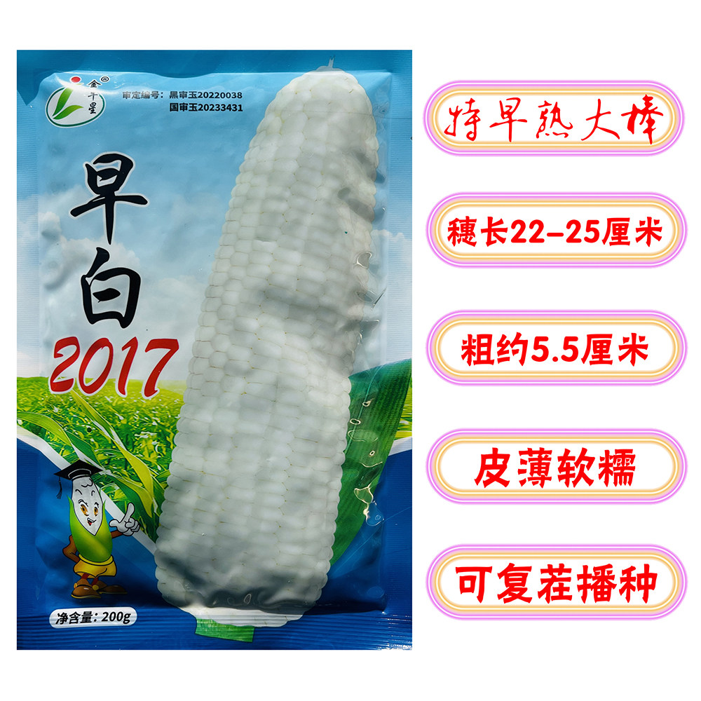 早白2017白糯玉米种子早熟高产抗病甜糯玉米种籽大棒白玉米种子孑