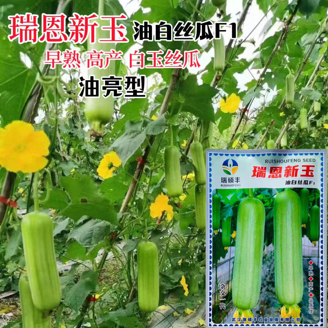 瑞恩新玉丝瓜油亮光滑味甜果肉紧