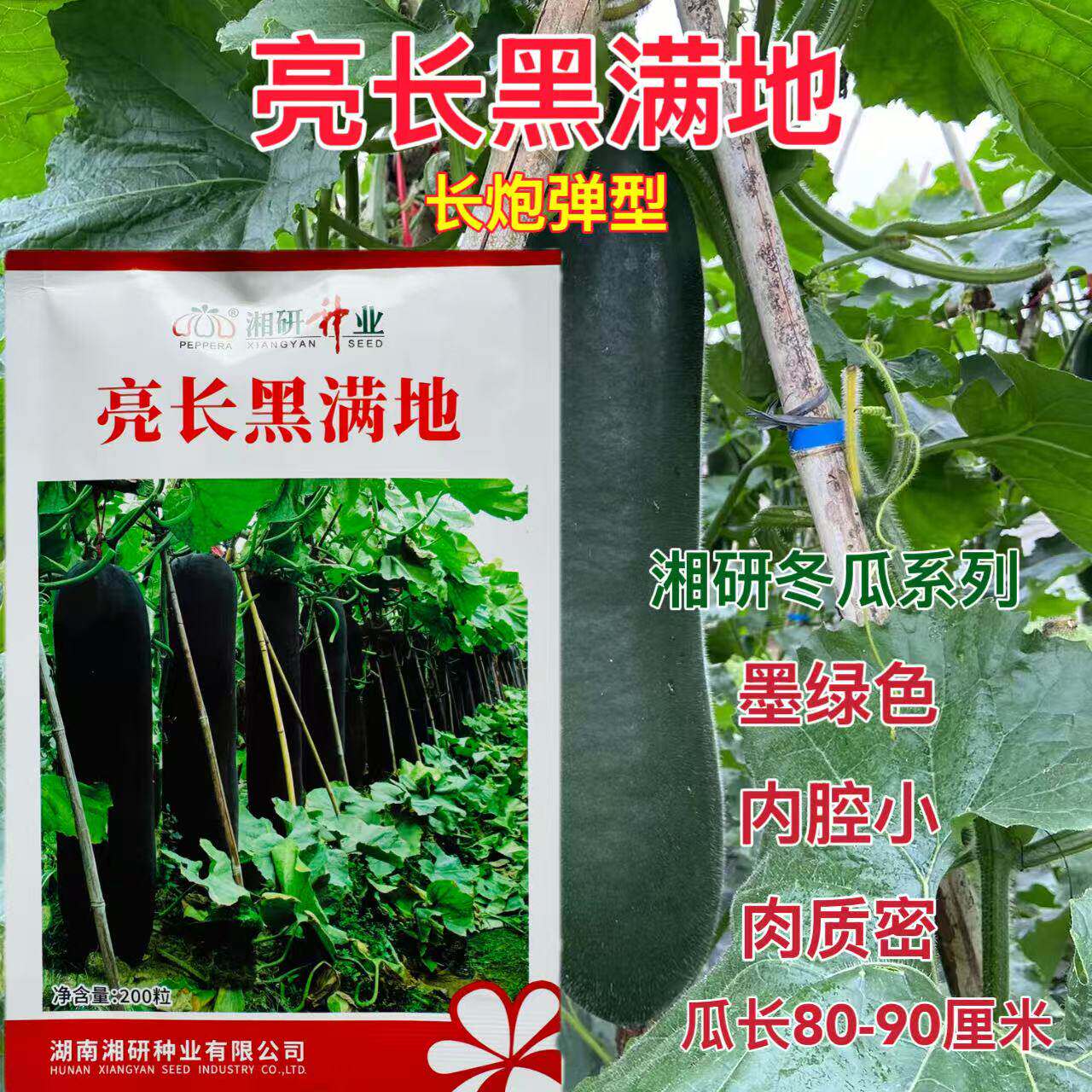 湘研亮长黑满地冬瓜种子高产黑皮冬瓜种籽铁心大冬瓜肉质密耐贮运