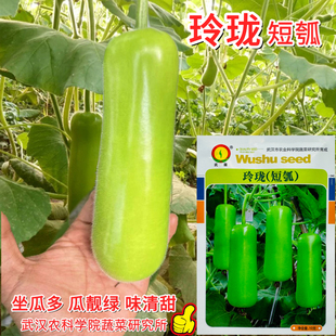 玲珑瓠瓜种子春夏秋季短棒高产瓠子瓜籽蒲瓜耐热菜种四季蔬菜种孑