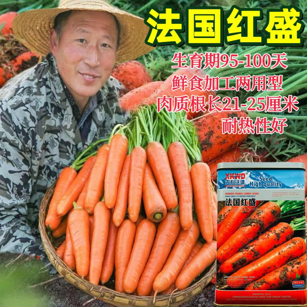 法国红盛胡萝卜高产耐热细嫩甜脆