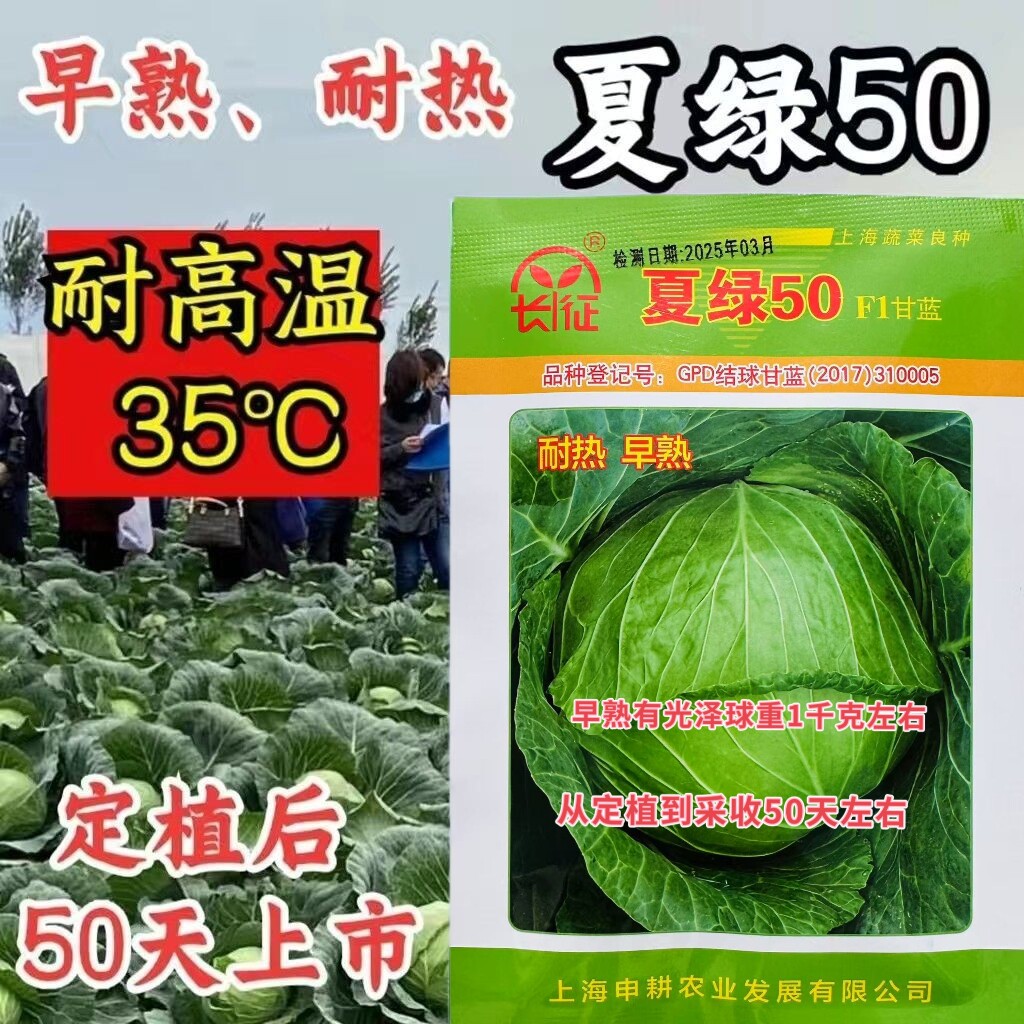 夏绿50甘蓝种子耐热早熟包菜种籽高产抗病大头菜籽春秋播蔬菜种子