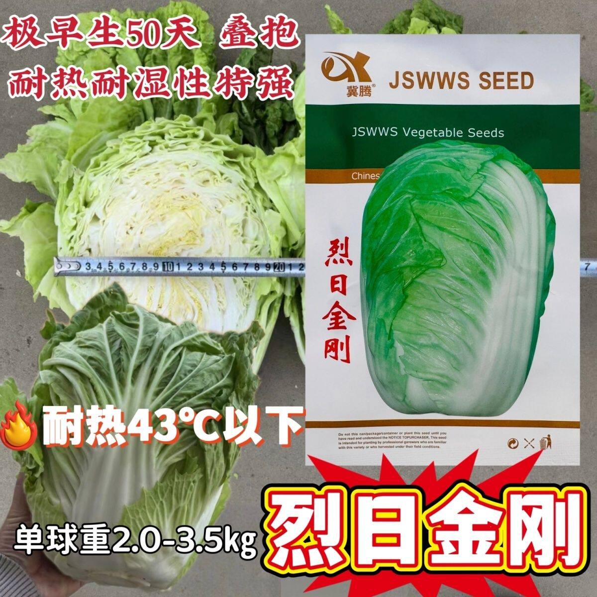 烈日金刚大白菜种子抗高温夏季50天夏阳白菜种籽早熟抗病夏季蔬菜