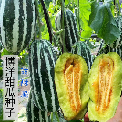 掉牙甜瓜种子高糖四季农家香瓜籽