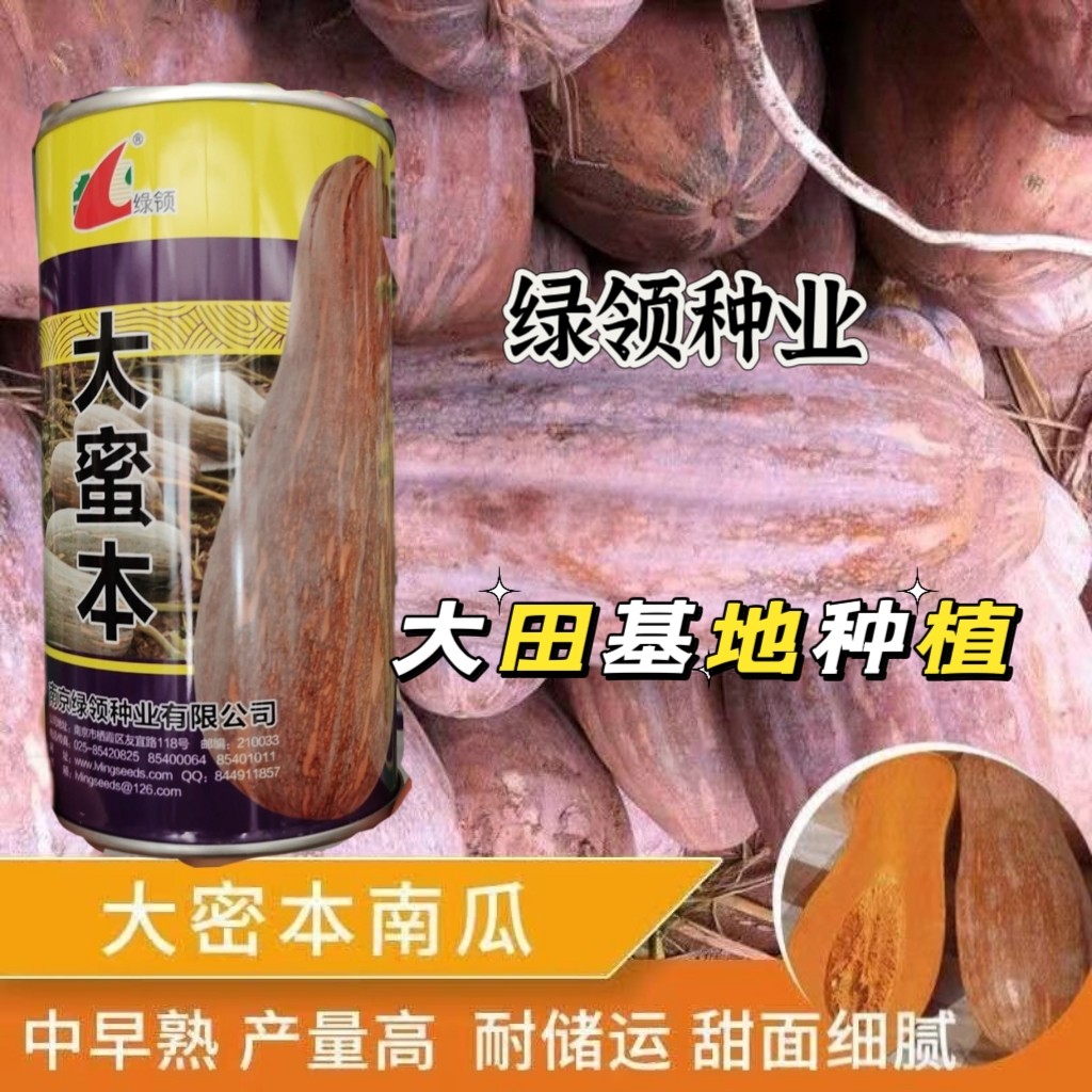 绿领大蜜本南瓜种子大果型中晚熟耐贮运肉厚高产杂交南瓜种籽春秋