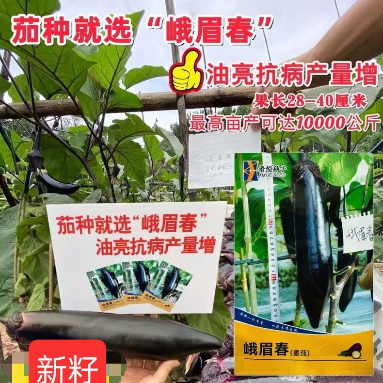 峨眉春茄子种子优质墨茄早熟光亮高产黑茄春秋季农家蔬菜菜瓜种籽