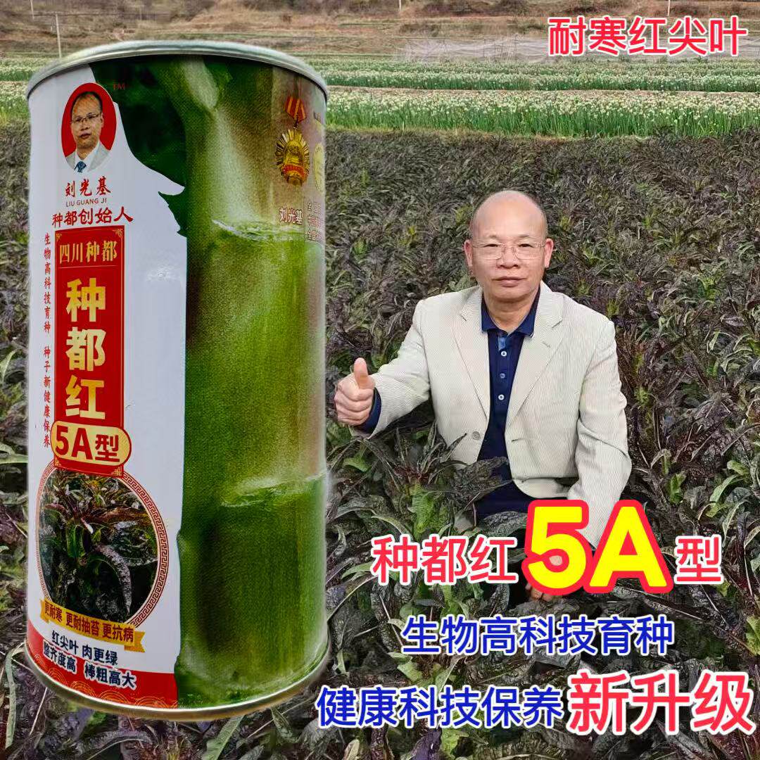 种都红5A型红尖叶莴笋种子耐寒耐抽苔高产抗病棒粗高大香莴苣种籽