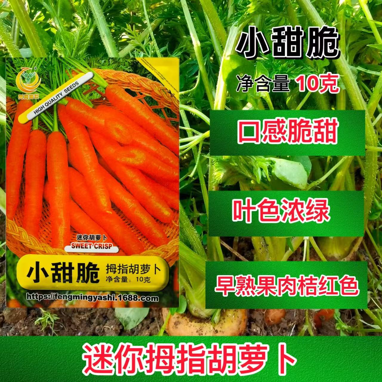 小甜脆拇指胡萝卜种子早熟迷你胡萝卜种籽口感甜脆耐抽苔夏秋季播