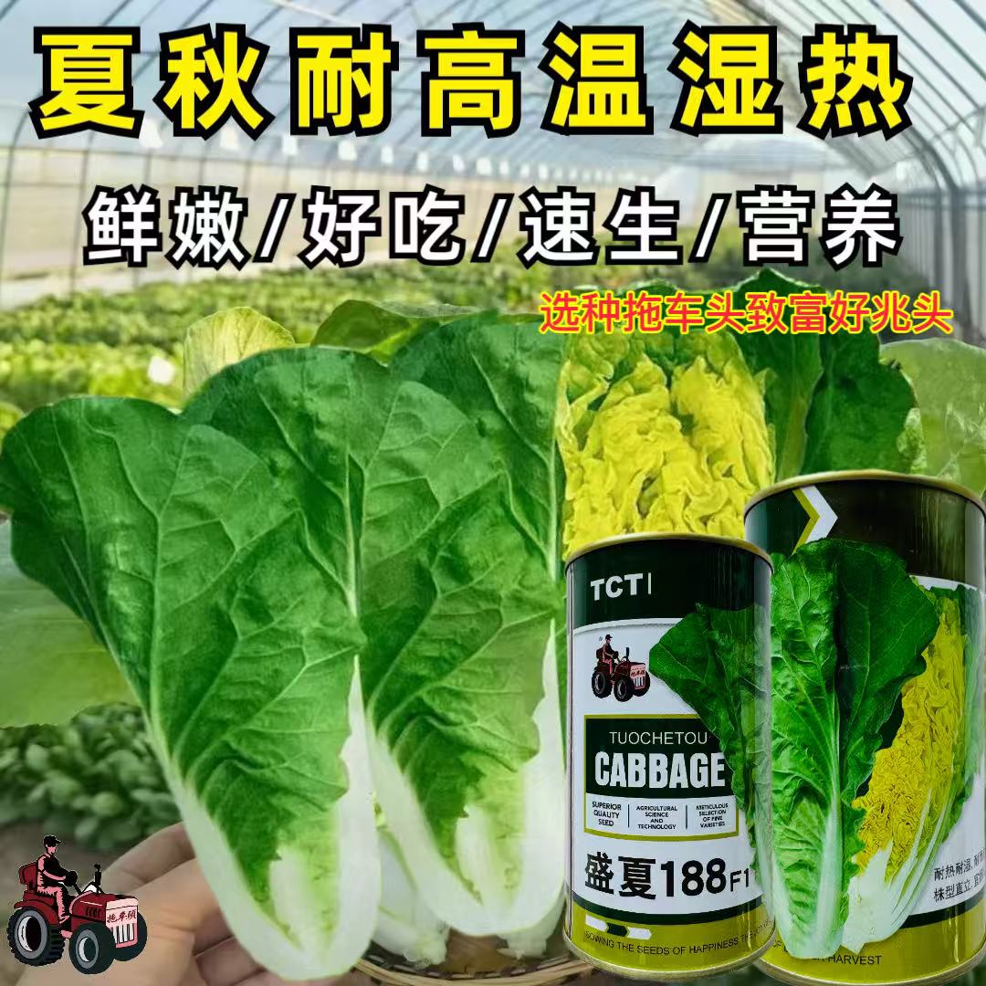 拖车头盛夏188快菜种子夏秋小白菜籽生长速度快耐热耐湿耐雨无毛