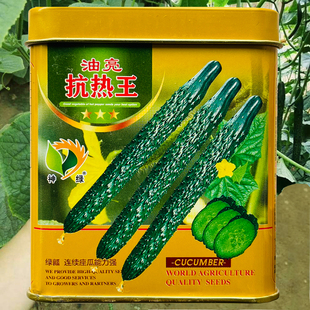 油亮抗热王黄瓜种子耐热强雌绿肉黄瓜种籽抗霜霉病枯萎病亩产万斤