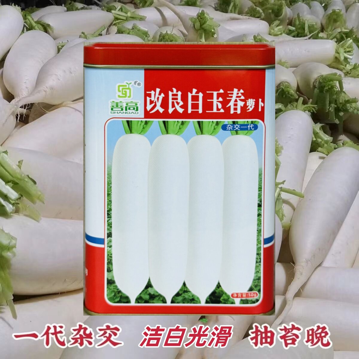 白玉春长白萝卜高产抗病耐糠心