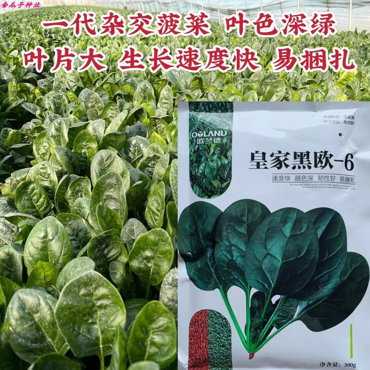 皇家黑欧-6菠菜高产耐寒耐抽苔