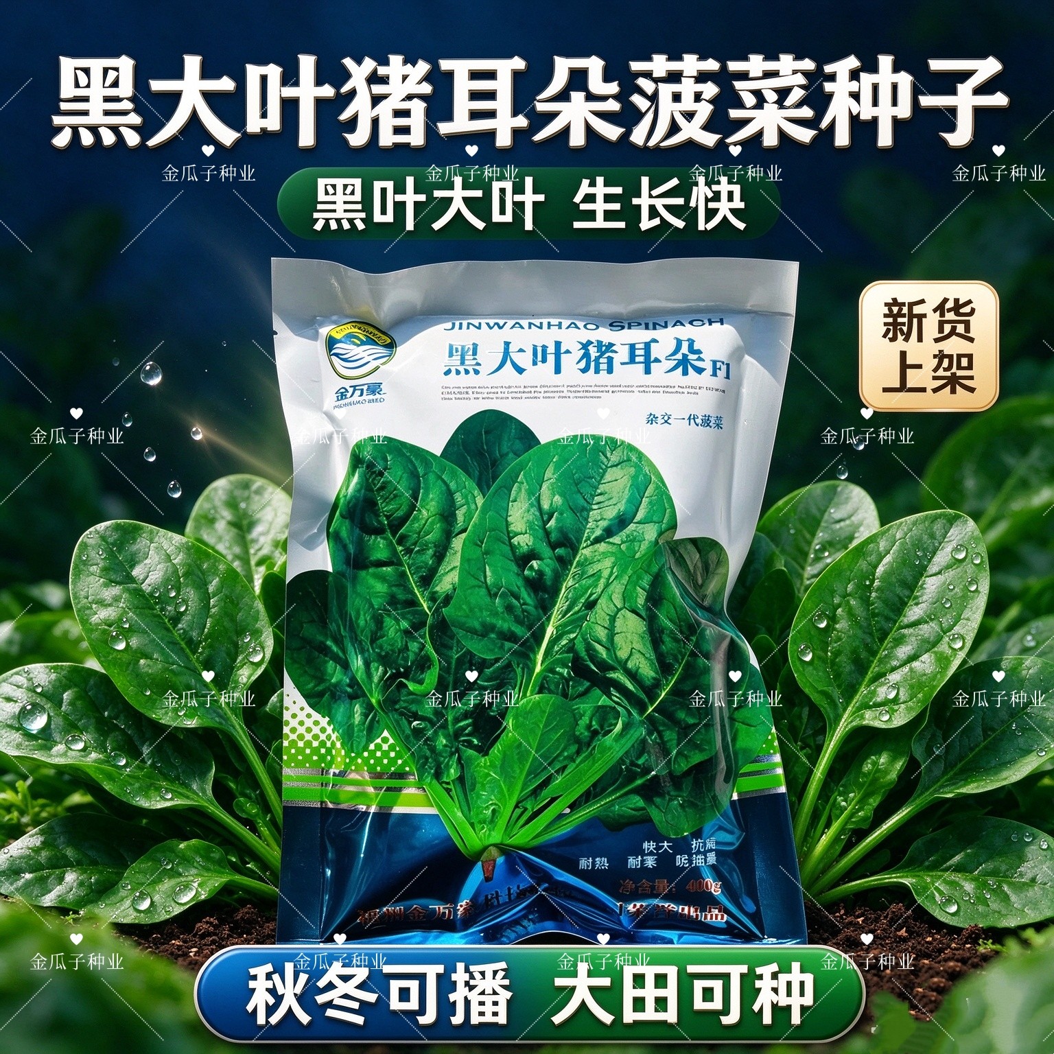 黑大叶猪耳朵F1菠菜种子杂交大叶菠菜耐热耐寒晚抽薹大田蔬菜种籽