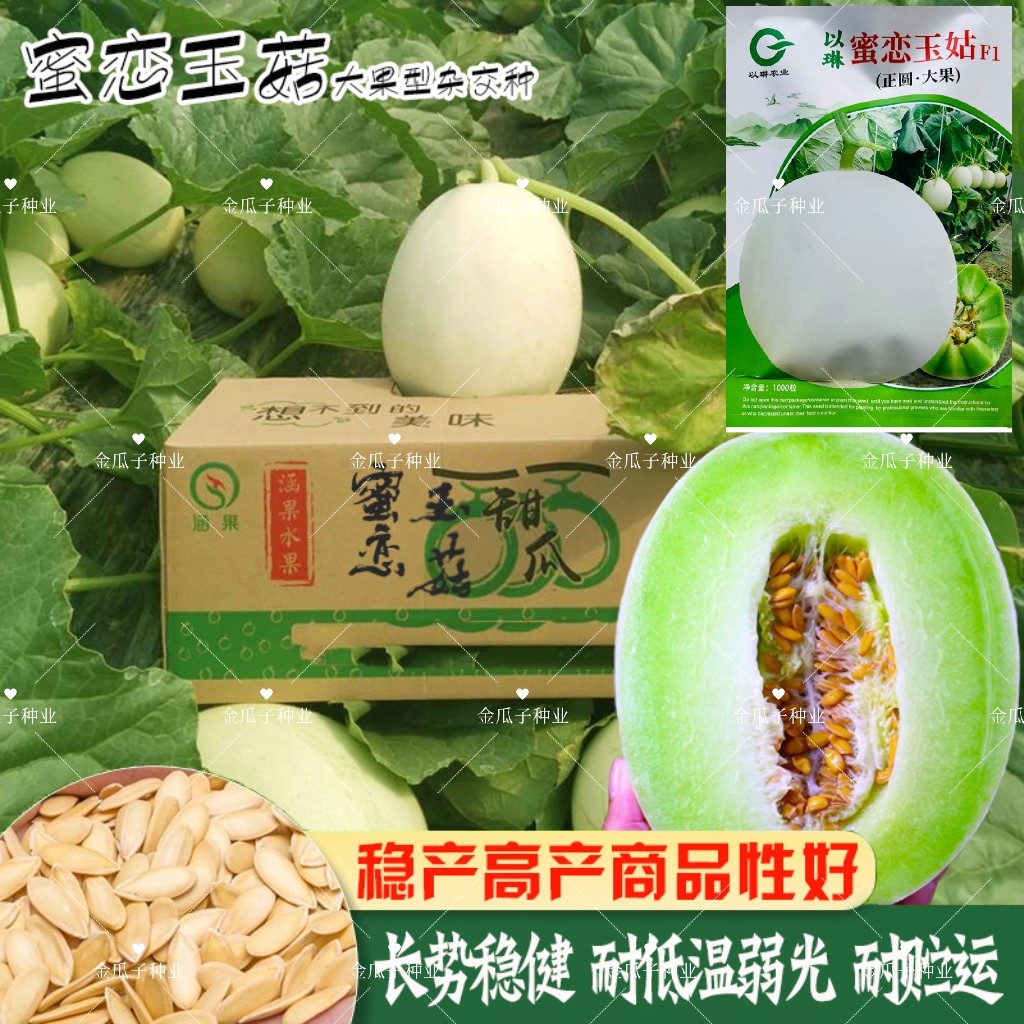 蜜恋玉姑甜瓜种子正圆大果白皮绿肉冰淇淋玉菇甜瓜香瓜种籽肉腔小