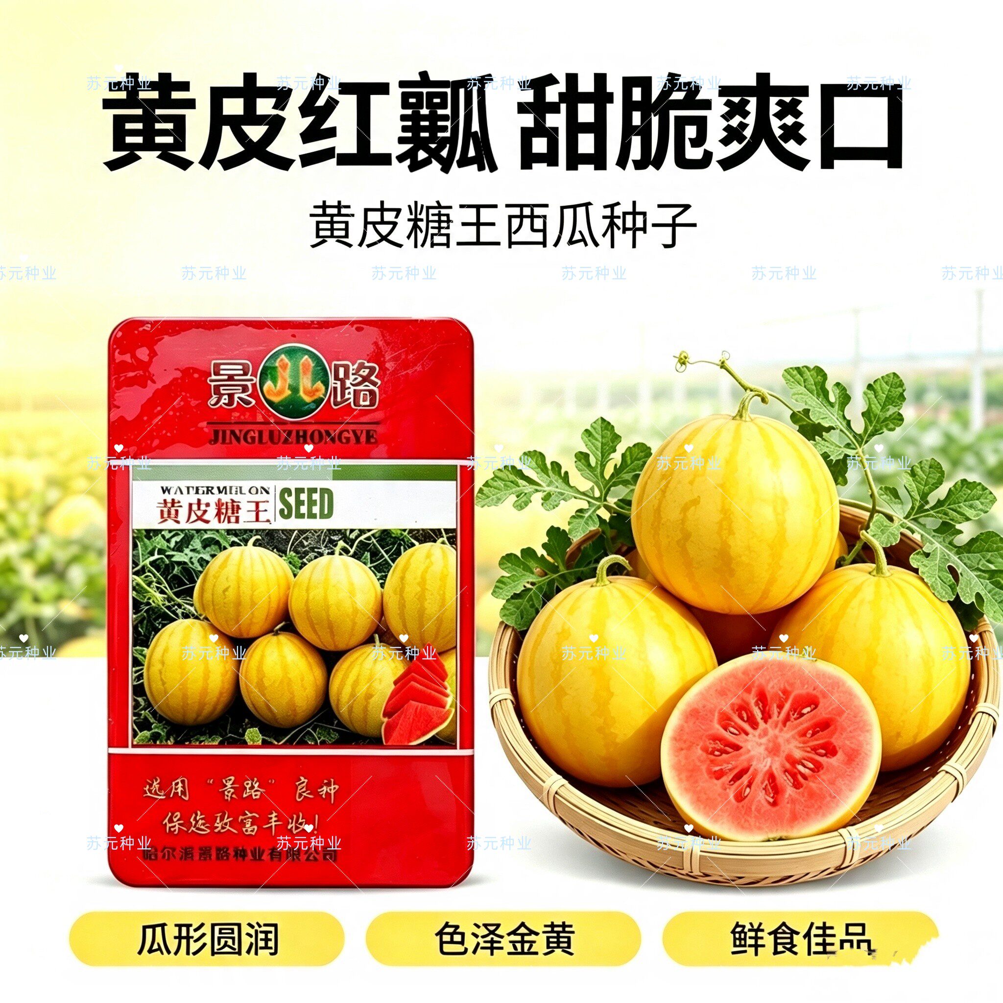黄皮糖王西瓜种子中熟果实圆形金黄皮大红瓤西瓜种籽肉质沙脆高糖