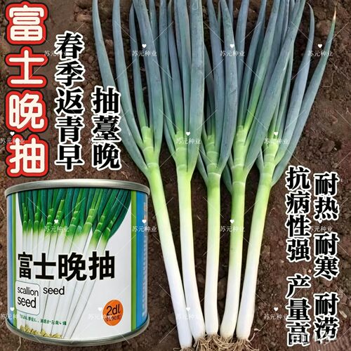 富士晚抽大葱种子 日本晚抽葱 抗病耐寒耐热 长白铁杆大葱种罐装