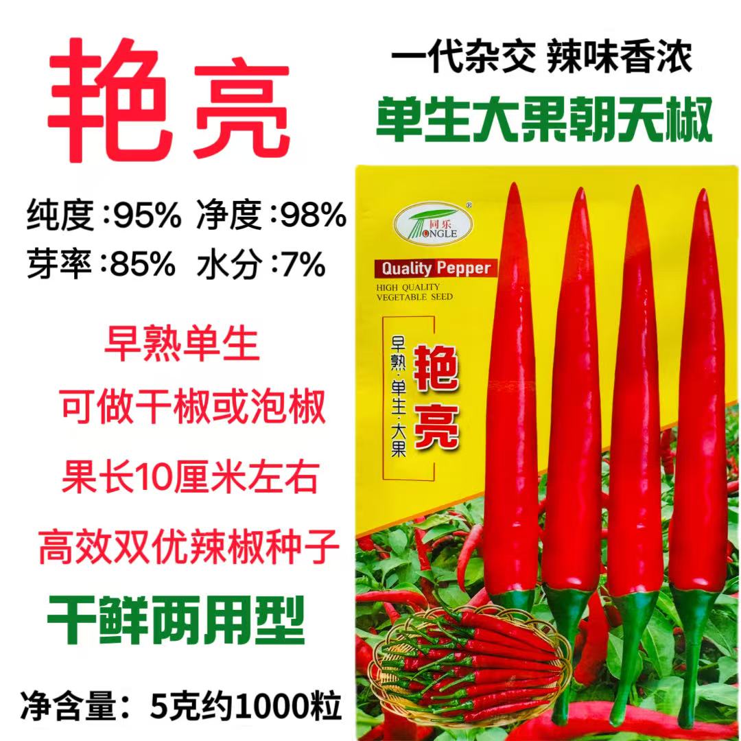 同乐艳亮朝天椒辣椒种子早熟单生大果小米椒香辣果硬肉厚干鲜两用