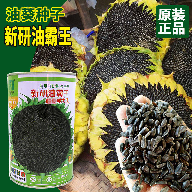 新研油霸王油用向日葵种子超级矮大头油葵种籽杂交高产抗倒春秋播