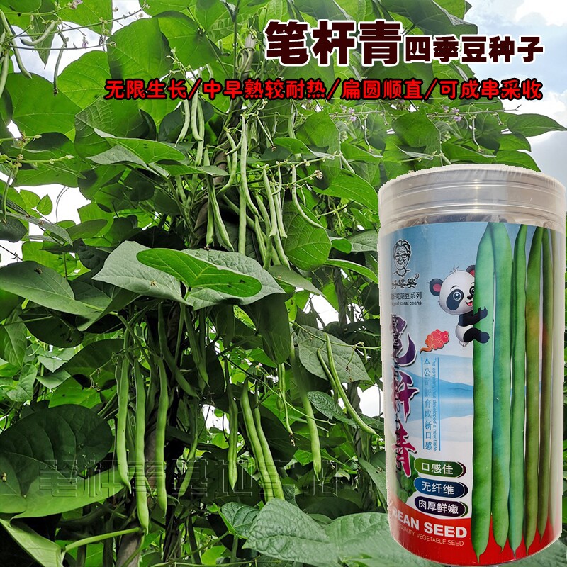 笔杆青架豆种子蔓生无限生长型菜芸豆种籽红花耐热偏圆形豆角孑种