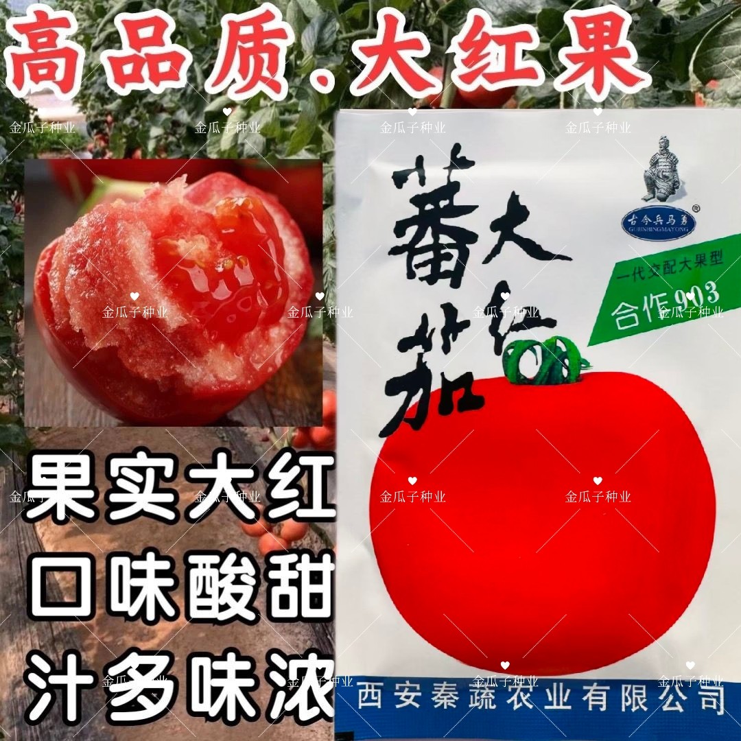 合作903 大红番茄种子高圆型抗病强早熟适广性强有限生长型大田孑