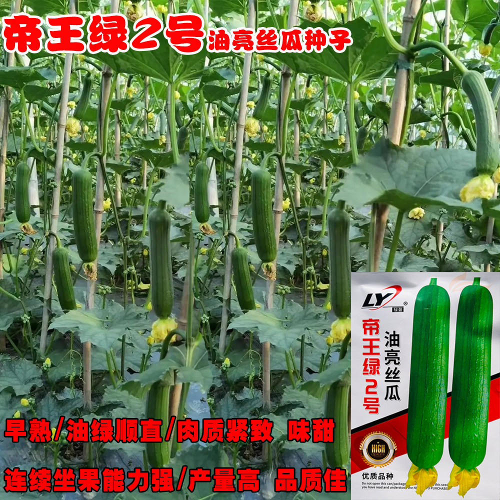 绿盈帝王绿2号丝瓜种子油绿早熟短棒高产油亮春秋季庭院蔬菜种籽