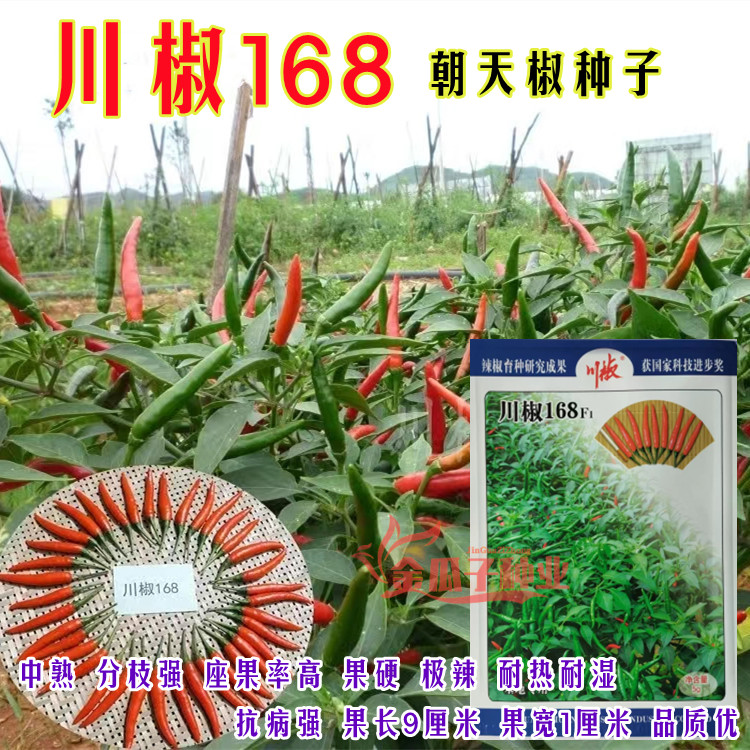川椒168大果超辣朝天椒种子小米椒籽中熟辣椒种籽四季播种蔬菜种