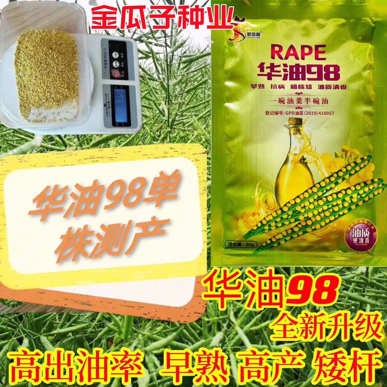华油98黄油菜籽矮杆早熟高产抗病