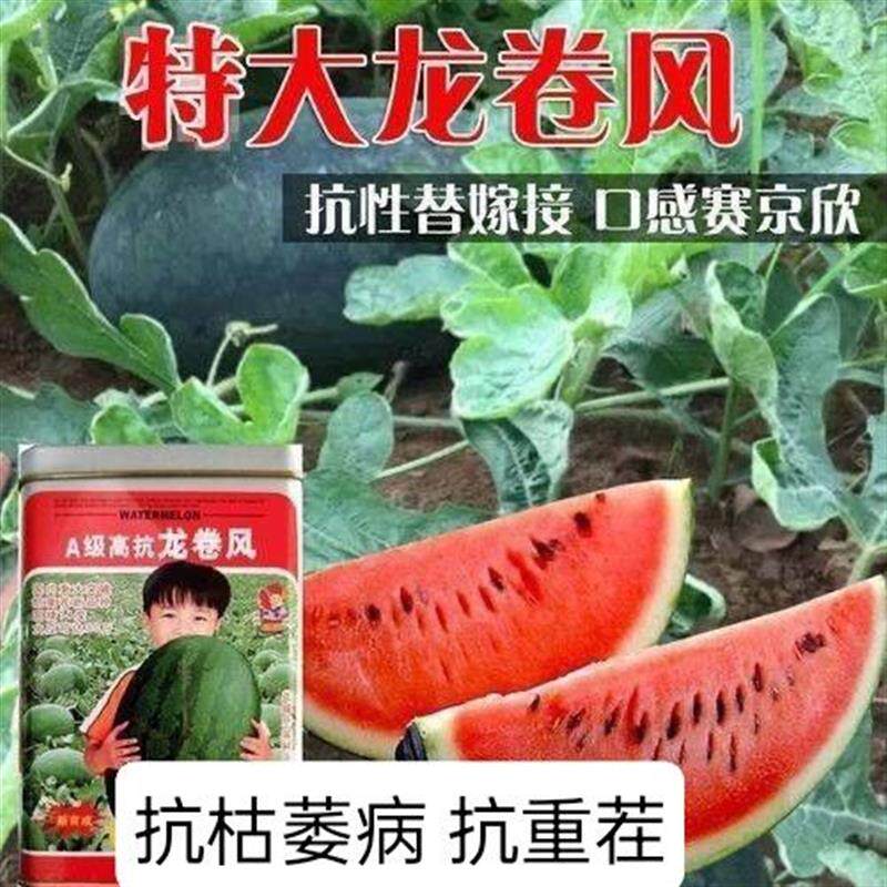 A级特大龙卷风西瓜种子高产抗重茬西瓜种籽大红瓤椭圆形西瓜种籽