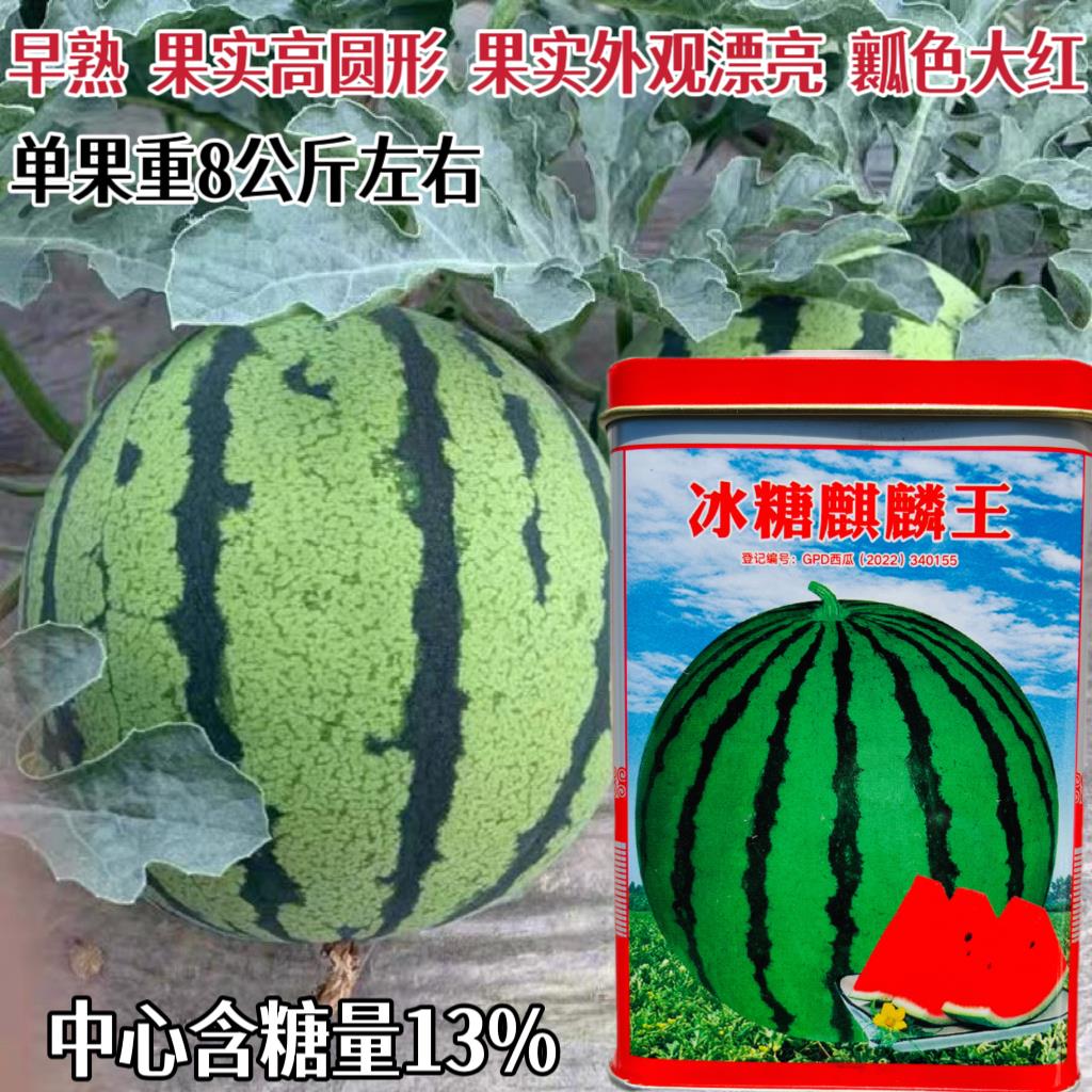 冰糖麒麟王西瓜种子早熟高产花皮红瓤西瓜种子春秋季播西瓜种籽孑