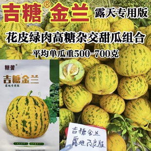 吉糖金兰露地版甜瓜种子新品花皮绿肉高糖杂交甜瓜八里香香瓜种子