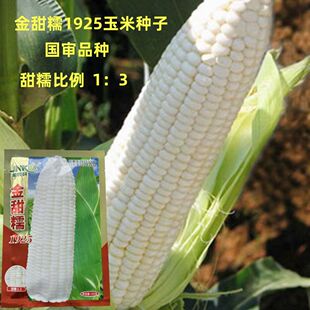 金甜糯1925玉米种子国审大棒白甜糯玉米鲜食白色加甜糯玉米种子