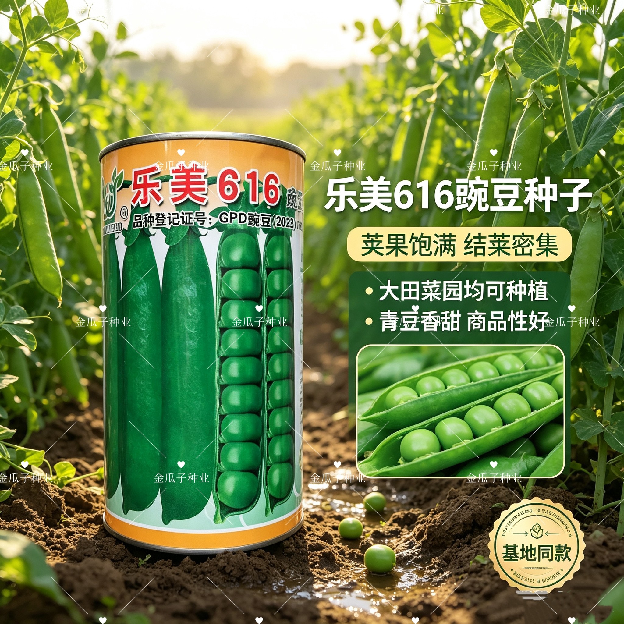 乐美616长寿豌豆种籽高产抗病秋季播大荚水果荷兰豆农家大田播种